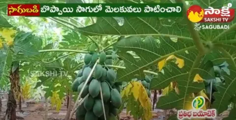 Papaya Farming Telugu 