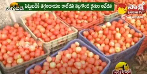 Farmers Suffering to Affordable Price For Tomato