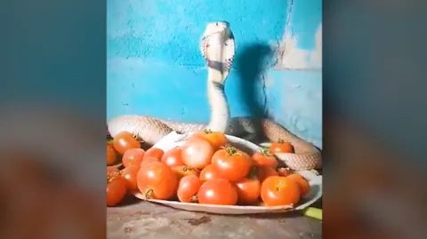 Viral Video Snake Protect To Tomatos