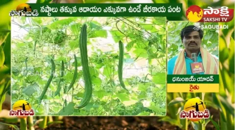 Farmer Success Story with Ridge Gourd Farming