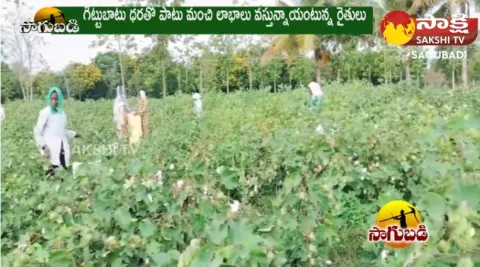 Cotton Cultivates Even in Summer and Earns Good Profits
