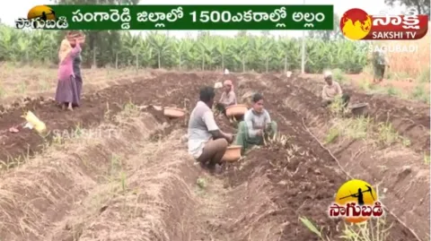 Huge Profits With Ginger Farming