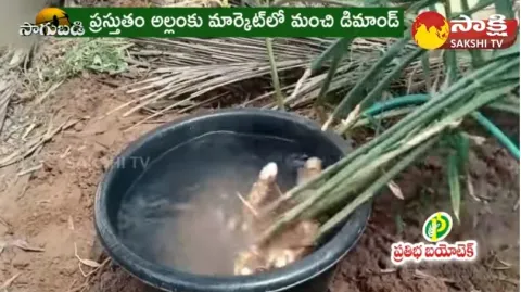 Ginger Farming | Soil Preparation for Ginger Plants