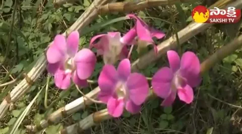 Huge Profits By Farming Of Orchids | Orchid Flower Cultivation