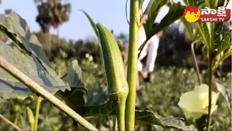 Ladies Finger Cultivation Techniques