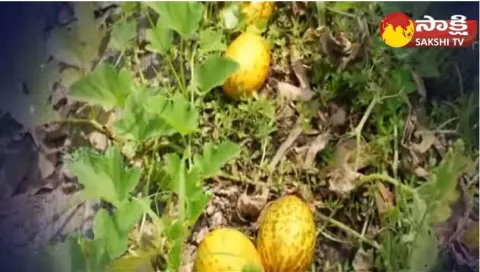 Nalgonda District Farmer Success Story On Cucumber Farming