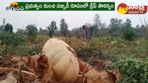 Farmer Success Story on Oil Cultivation 