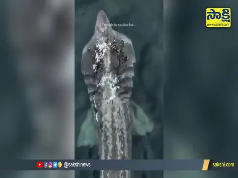 Viral Video: Aerial view of a group of Basking Sharks