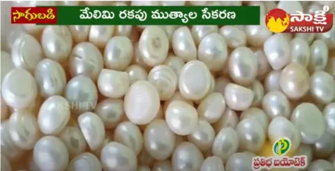 Farmer Huge Profit With Pearl Cultivation 