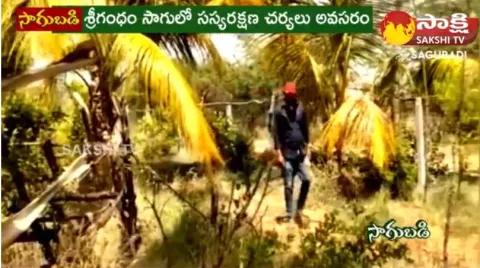 Farmer High Profit With Cultivation Sri Gandham Tree