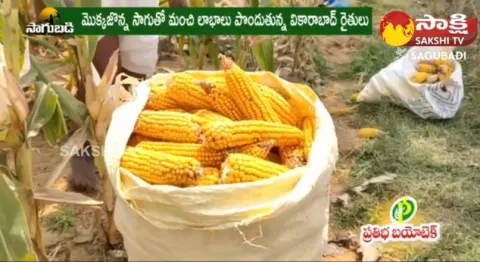 Vikarabad Farmers Cultivation Corn Getting Good Profits