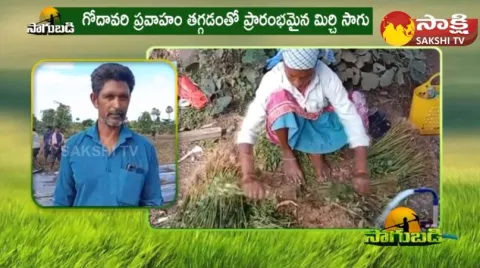 Mirchi Cultivation in Bhadradri Kothagudem District