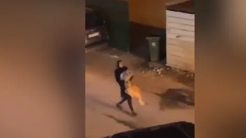 What If A Grown Up Lion Cub Runs Away From Home Video Goes Viral
