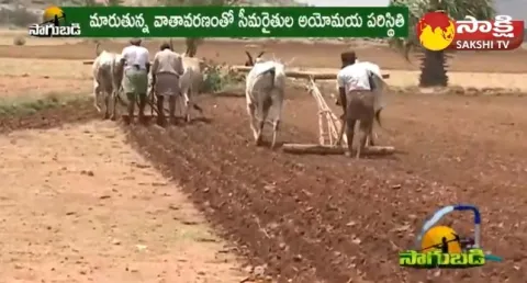 Sajja Cultivation and High Yielding Seed Varieties