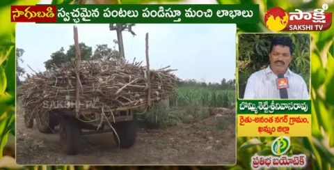 Huge Profits in Sugarcane Cultivation