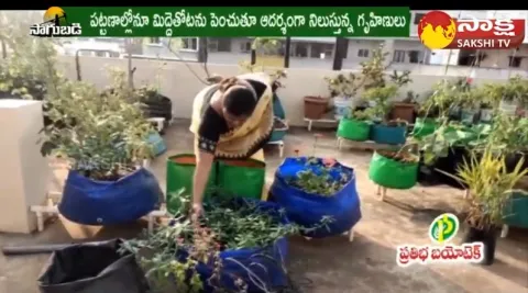 Growing organic Vegetable Garden at Home