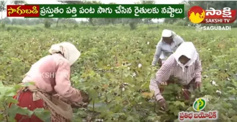 Cotton Farmers Face Losses in Nalgonda District 