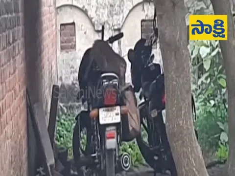  How UP Monkey Stole Money Bag Video Viral - Sakshi