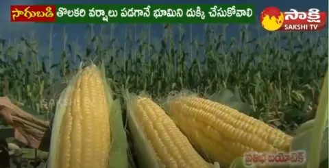 Precautions For Sweet Corn Cultivation