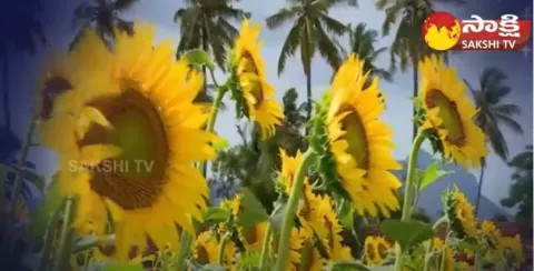 Tips For Sunflower Crop Cultivation