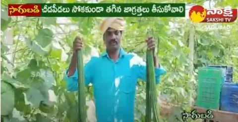 Farmer Success Story with Ridge Gourd Farming