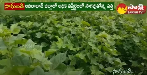 Cotton Cultivation Profits 