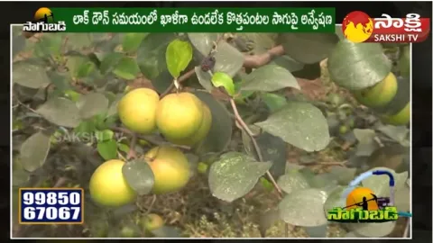 Young Farmer Success Story Cultivation of Shimla Apple Ber Farming