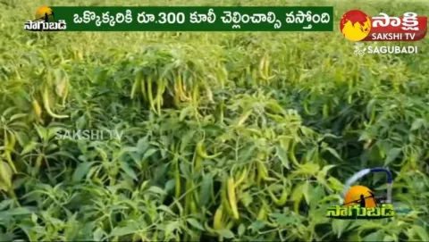 Farmers Sad Reactions On Mirchi Farming Loss in Guntur