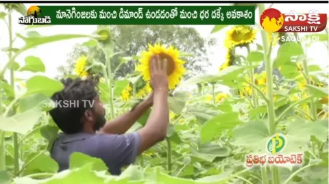Farmer Earn Huge Profits With Sunflower Cultivation