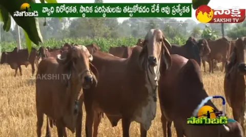 Allola Divya Reddy About Desi Cow Breeds 