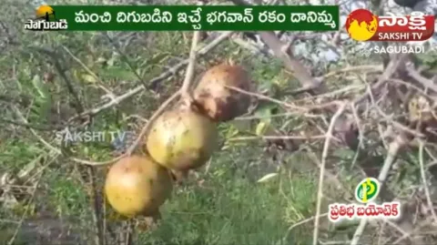 Check Pomegranate Plant Pests