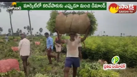 Curry Leaves Farming Guide