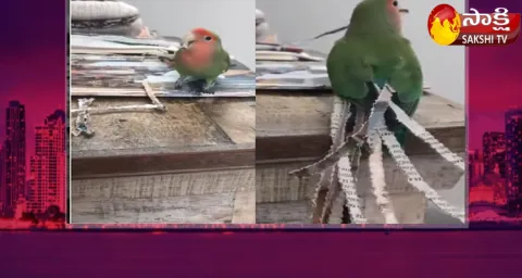 Parrot Keeps Artificial Long Tail