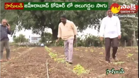 CPRI Develops Kufri Himalini Potato Variety 