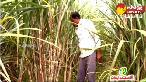 Ring Pit Method of Sugarcane Cultivation
