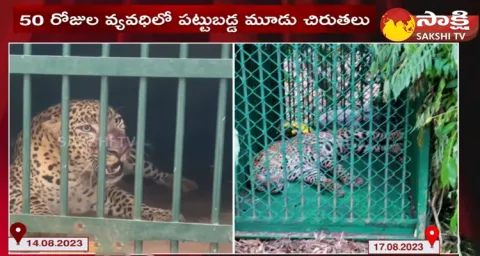 One More Leopard Trapped In Cage At Tirumala Lakshmi Narasimha Swamy Temple