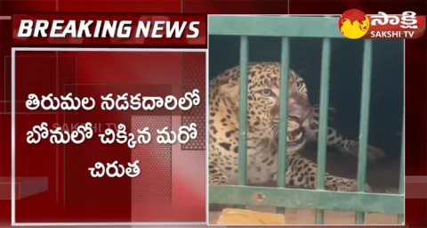 One More Leopard Trapped In Cage At Tirumala 