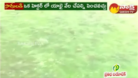 New Methods Of Koramenu Fish Farming
