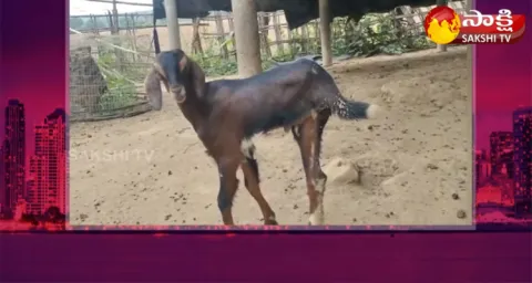 Garam Garam Varthalu Three Legged Goat 