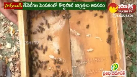 Honey Bee Benefits to Agriculture