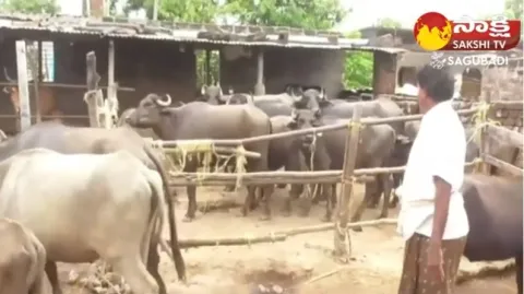 Success of Dairy Farming