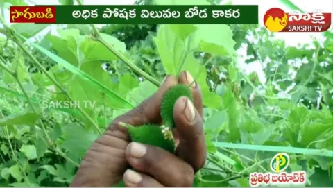 Spiny Gourd Cultivation Guide 
