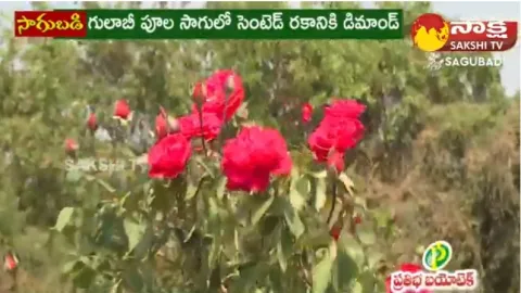 Huge Profits With Rose Farming