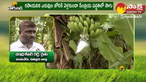 Banana Farming Techniques