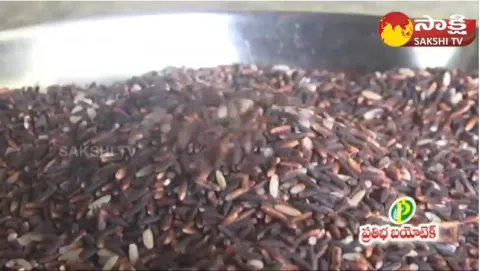 Farmer Earning High Profits With Black Rice Crop
