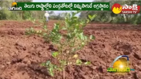 Lemon Crop Cultivation
