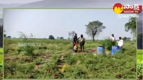 Organic Chilli Farming