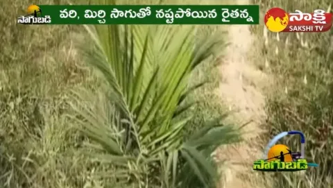 Success Story of Palm Oil Farmer 
