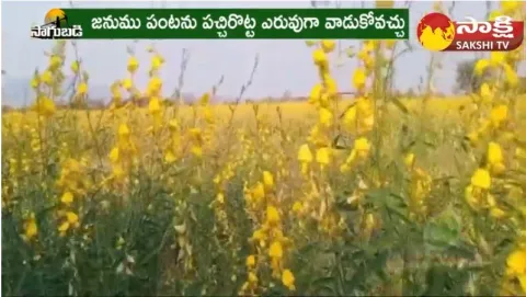 Soil Fertility Can Be Increased by Cultivating Janumu 