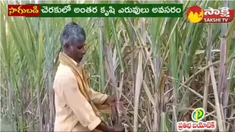 Success Story Of Sugarcane Cultivation